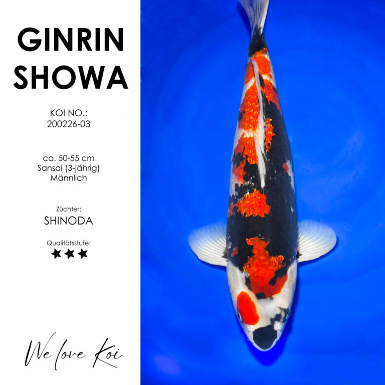 Ginrin Showa #200226-03 - Shinoda | Sansai 50-55 cm
