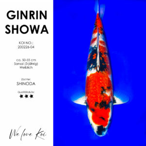 Koi Ginrin Showa | weiblich Sansai | 50 - 55cm