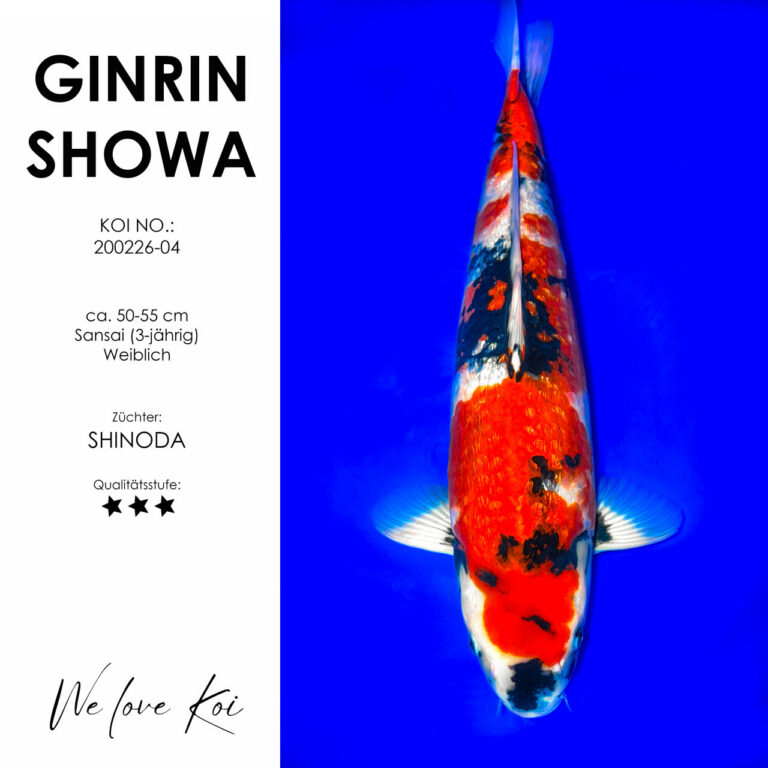 Ginrin Showa #200226-04 - Shinoda | Sansai 50-55 cm
