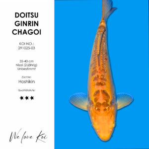 Koi Doitsu Ginrin Chagoi unbestimmt Nisai ca. 35-40 cm