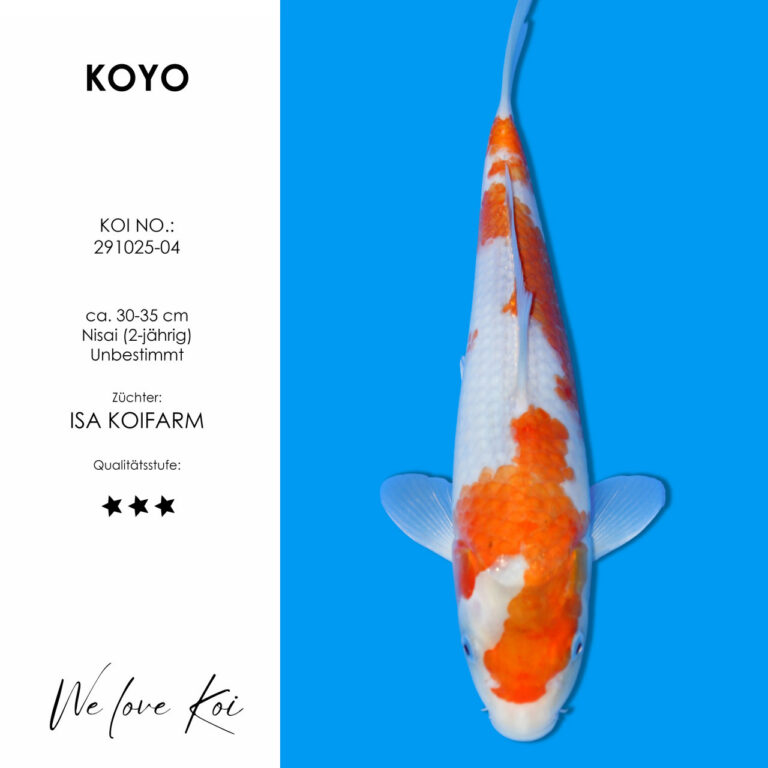 Koyo #291025-04 - Hoshikin | Nisai ca. 30-35 cm