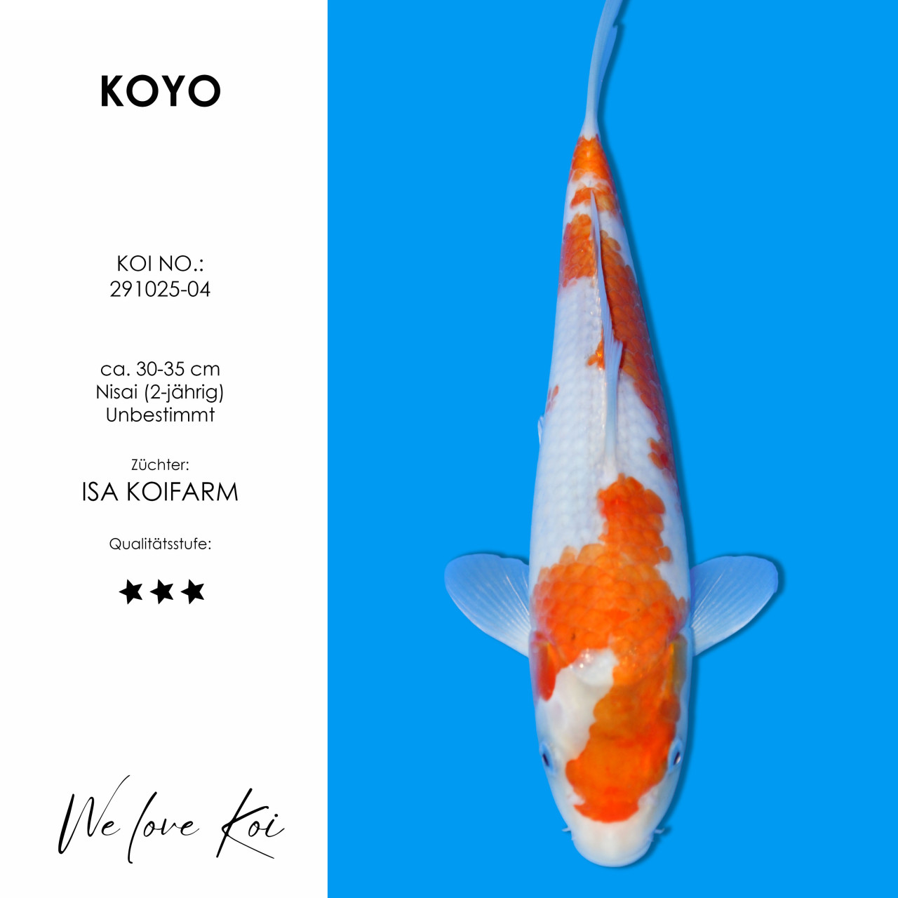 Koyo #291025-04 - Hoshikin | Nisai ca. 30-35 cm