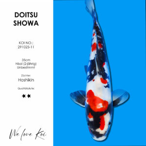 Koi Doitsu Showa unbestimmt Nisai ca. 35 cm