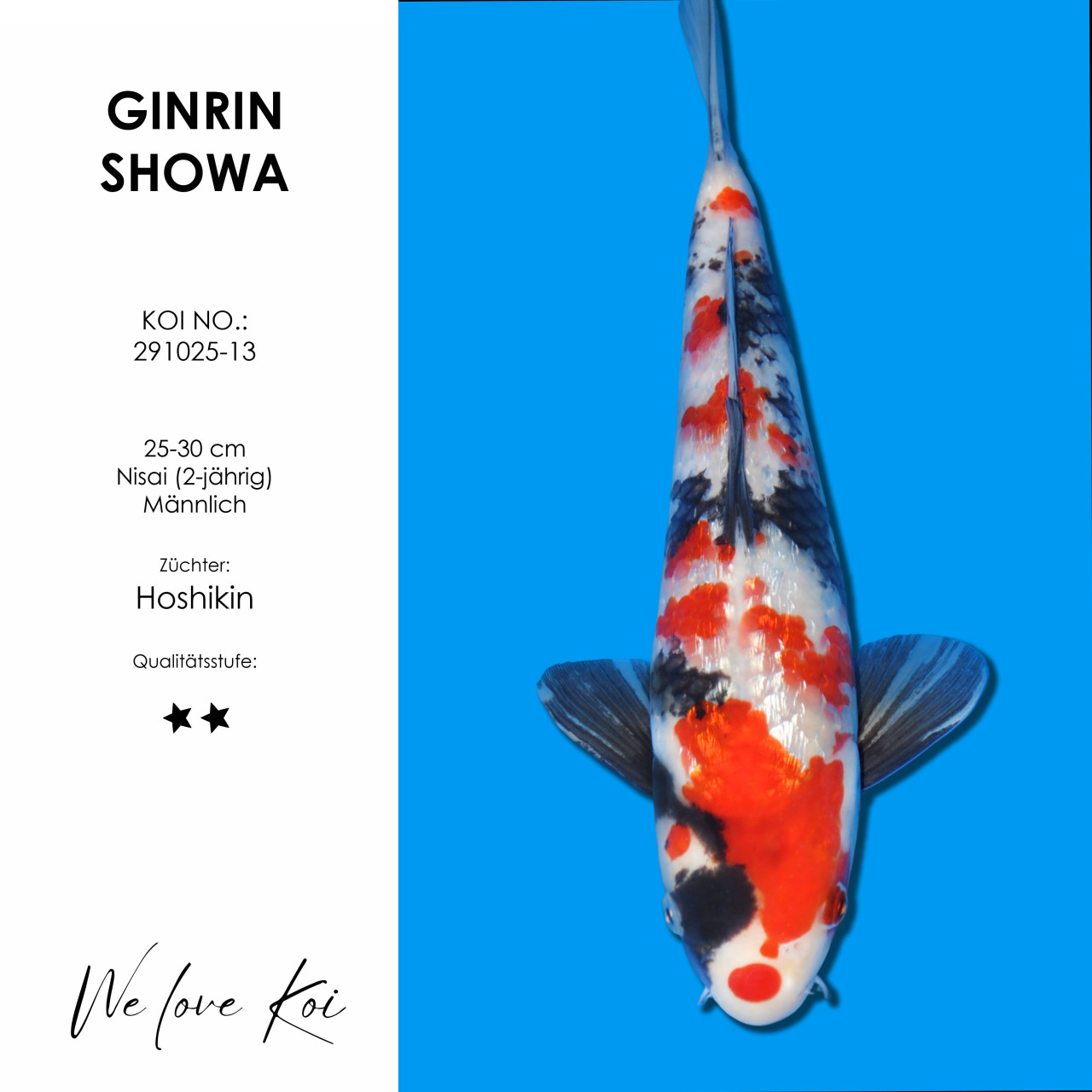 Ginrin Showa #291025-13 - Hoshikin | Nisai ca. 25-30 cm