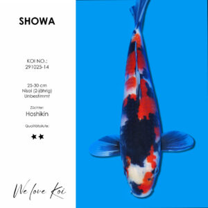 Koi Showa unbestimmt Nisai ca. 25-30 cm