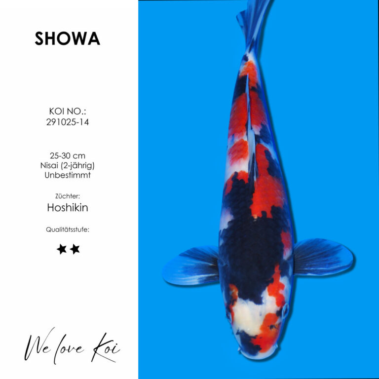 Showa #291025-14 - Hoshikin | Nisai ca. 25-30 cm