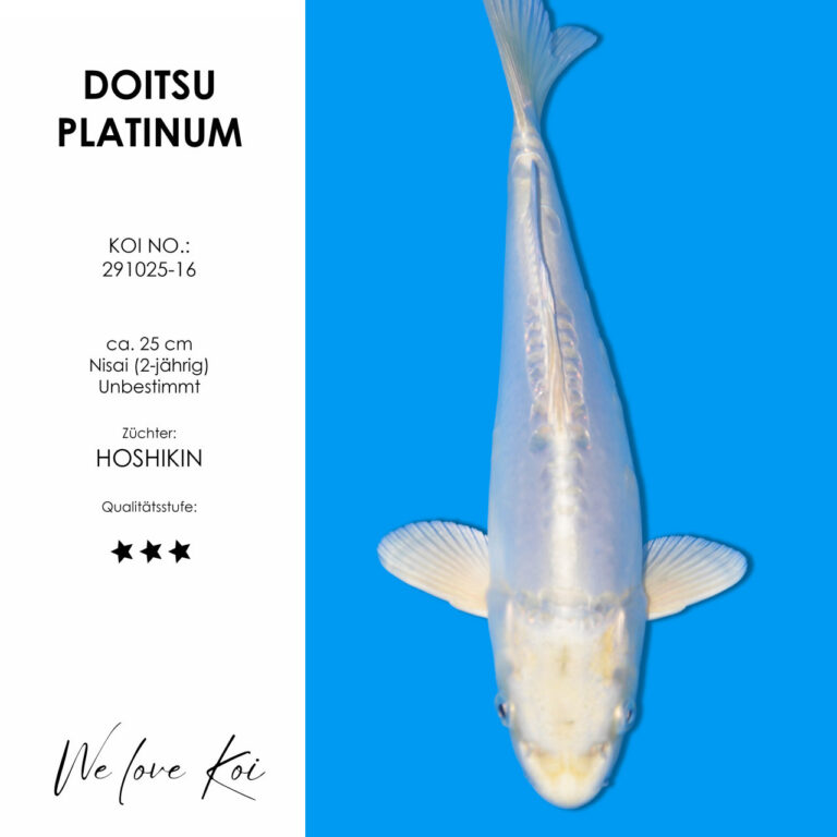 Doitsu Platinum #291025-16 - Hoshikin | Nisai ca. 25 cm