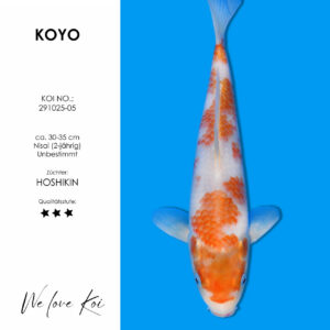 Koi Koyo unbestimmt Nisai ca. 30-35 cm
