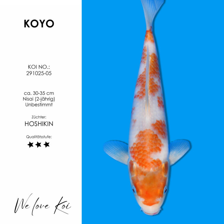 Koyo #291025-05 - Hoshikin | Nisai ca. 30-35 cm