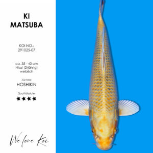 Koi Ki Matsuba weiblich Nisai ca. 35-40 cm