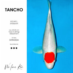 Koi Tancho | unbestimmt Tosai | ca. 23 - 25cm