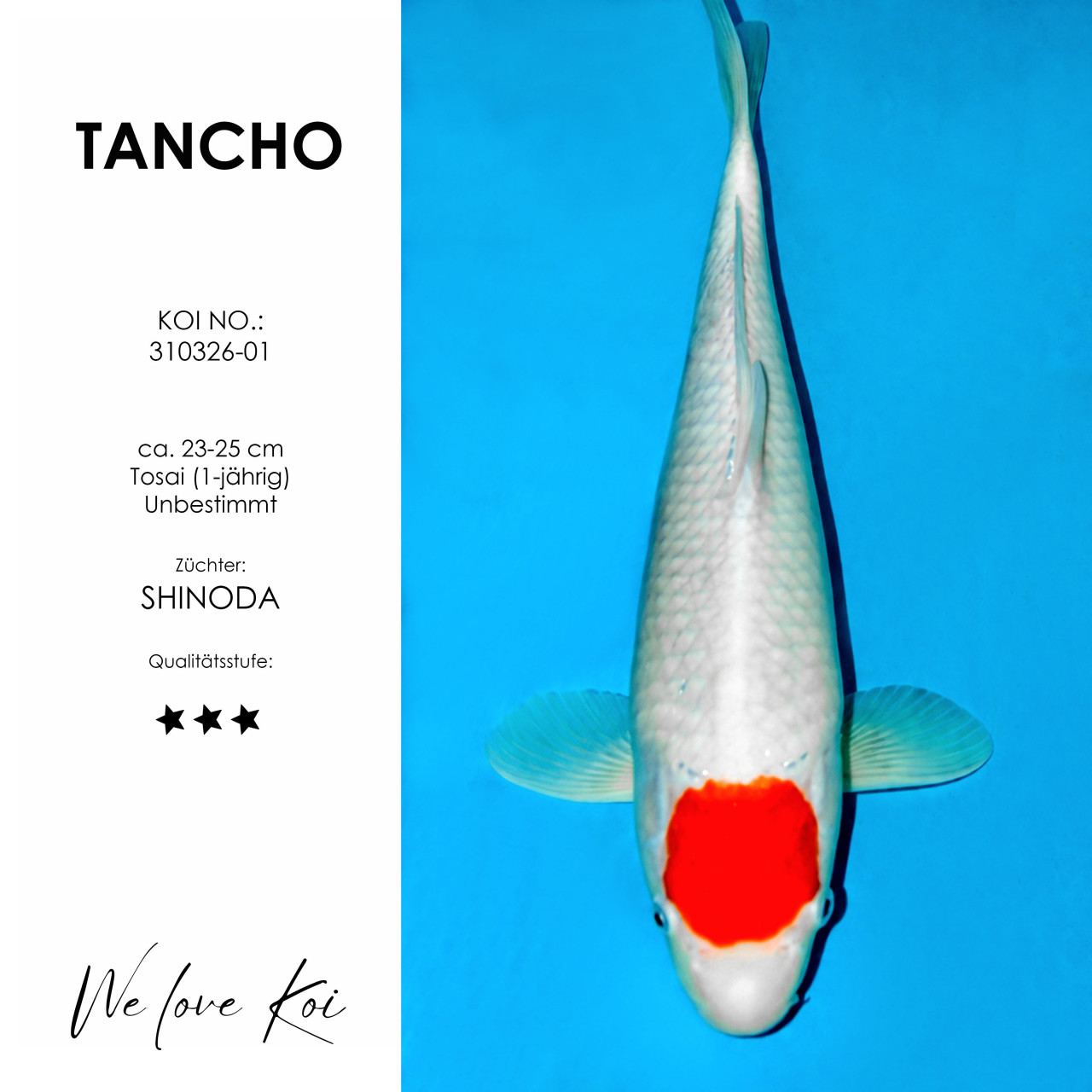 Tancho #310326-01 - Shinoda | Tosai ca. 23-25 cm