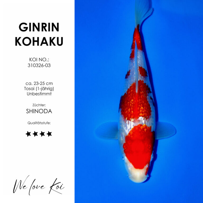 Ginrin Kohaku #310326-03 - Shinoda | Tosai ca. 23-25 cm