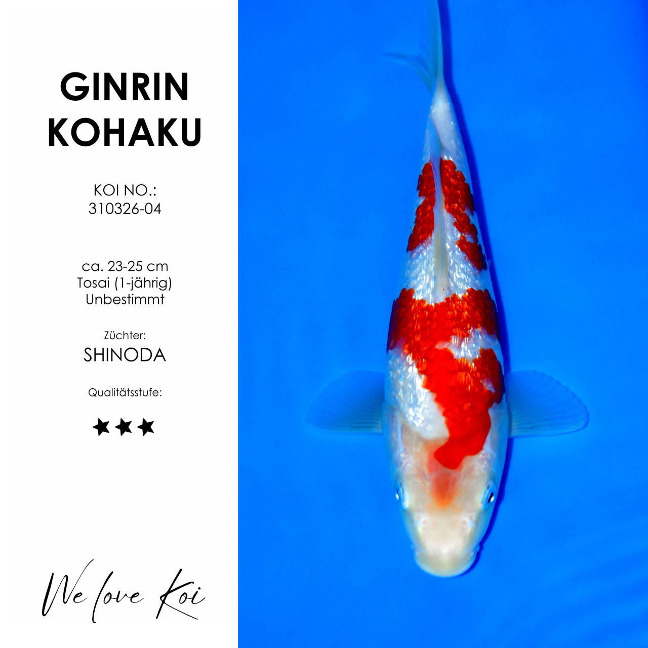 Ginrin Kohaku #310326-04 - Shinoda | Tosai ca. 23-25 cm