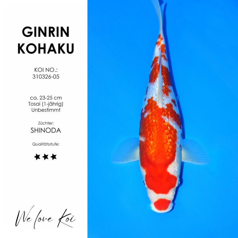 Ginrin Kohaku #310326-05 - Shinoda | Tosai ca. 23-25 cm