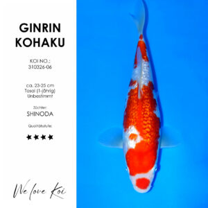 Koi Ginrin Kohaku | unbestimmt Tosai | ca. 23 - 25cm