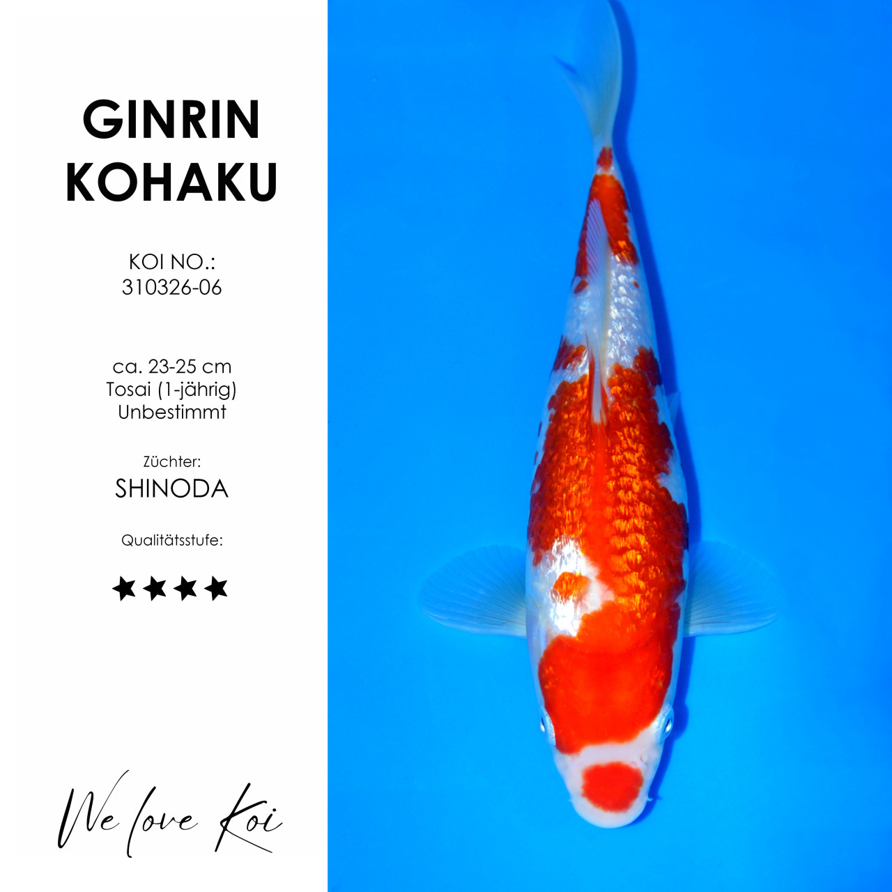 Ginrin Kohaku #310326-06 - Shinoda | Tosai ca. 23-25 cm