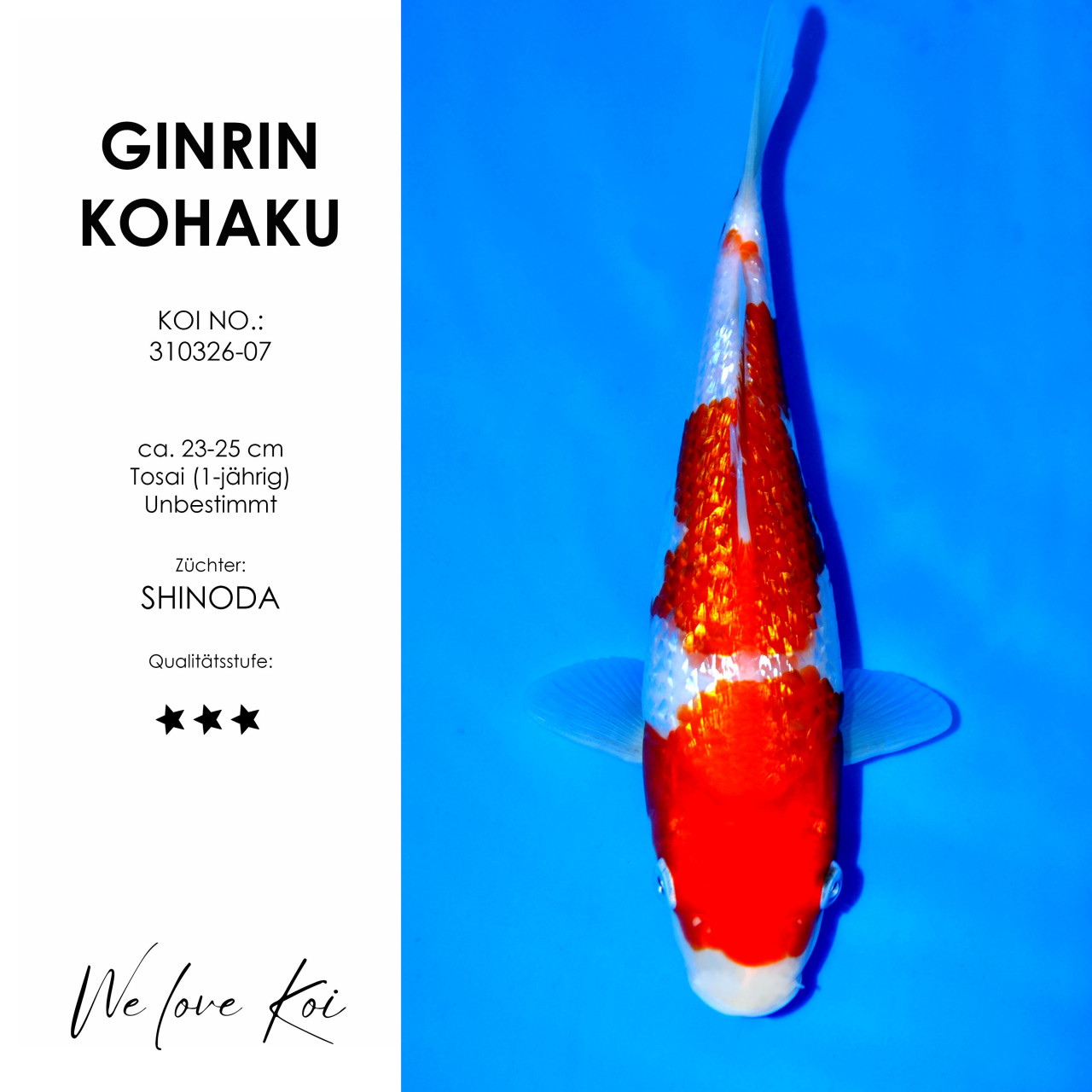 Ginrin Kohaku #310326-07 - Shinoda | Tosai ca. 23-25 cm