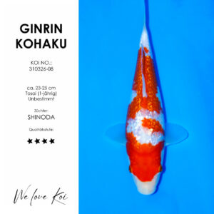 Koi Ginrin Kohaku | unbestimmt Tosai | ca. 23 - 25cm