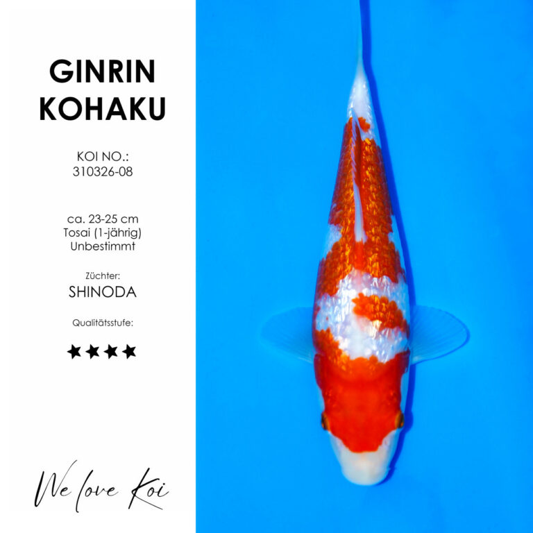 Ginrin Kohaku #310326-08 - Shinoda | Tosai ca. 23-25 cm