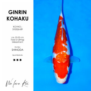 Koi Ginrin Kohaku | unbestimmt Tosai | ca. 23 - 25cm