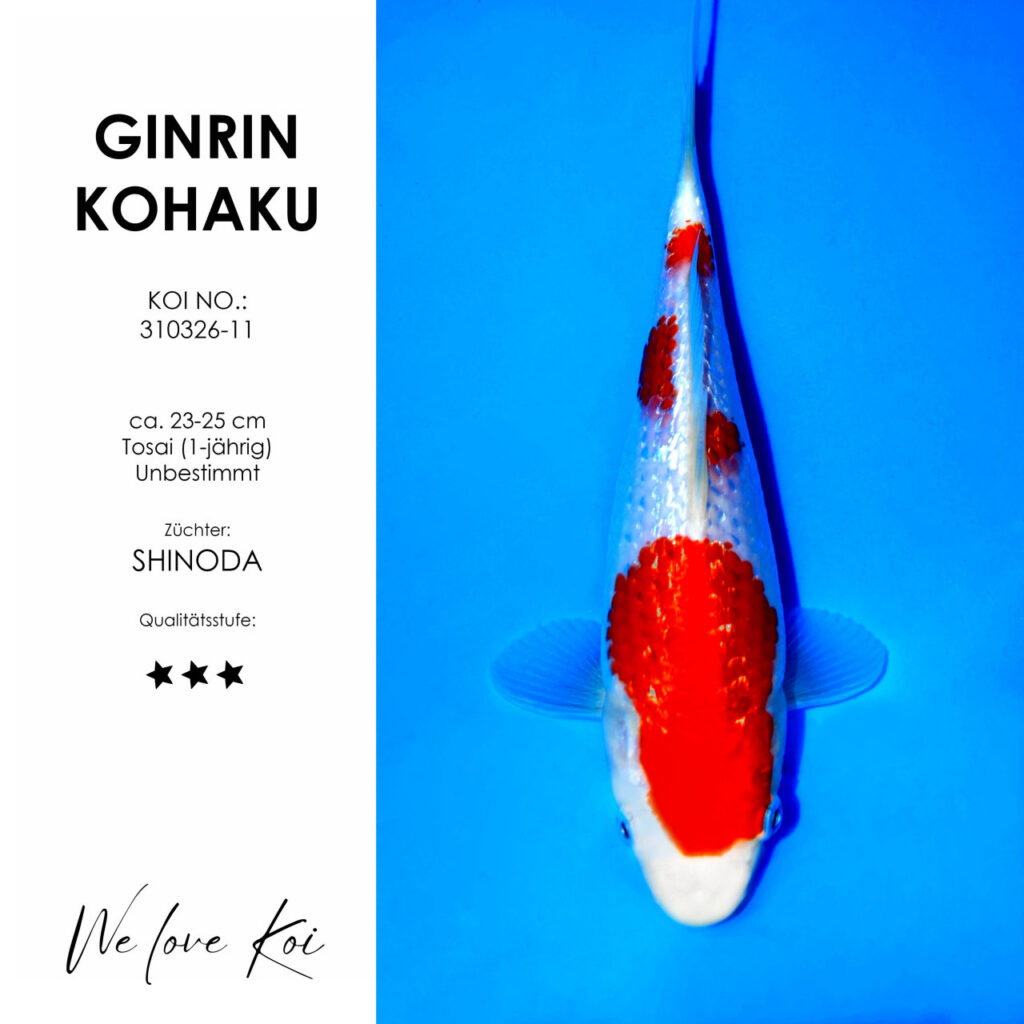 Ginrin Kohaku – Shinoda | Tosai ca. 23-25 cm