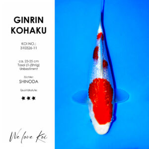 Ginrin Kohaku – Shinoda | Tosai ca. 23-25 cm