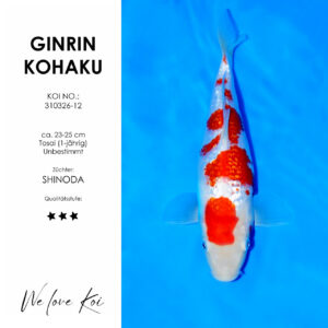Koi Ginrin Kohaku | unbestimmt Tosai | ca. 23 - 25cm