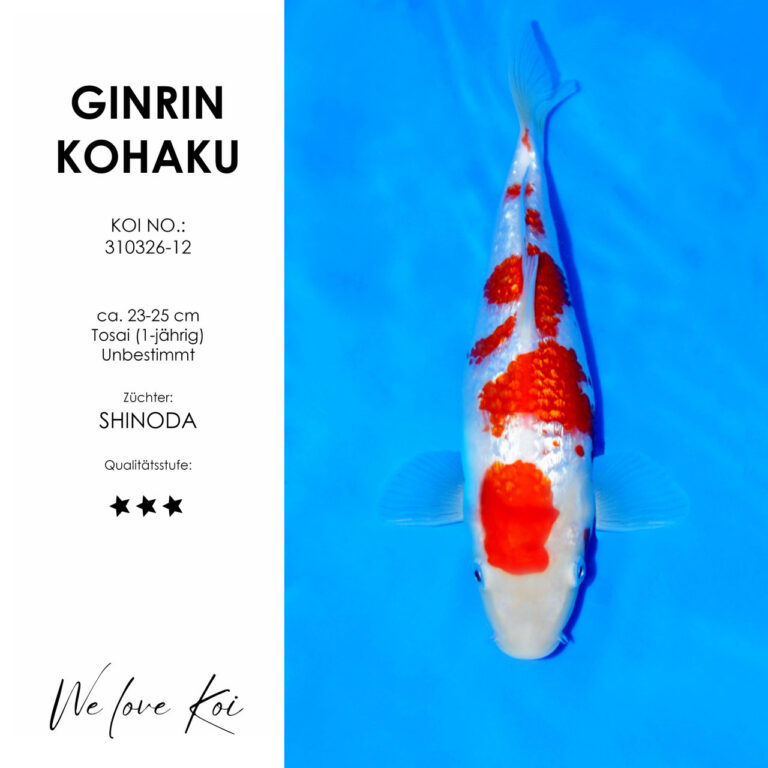 Ginrin Kohaku #310326-12 - Shinoda | Tosai ca. 23-25 cm