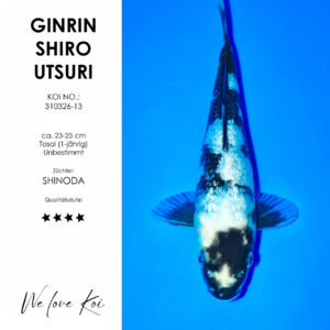 Koi Ginrin Shiro Utsuri | unbestimmt Tosai | ca. 23 - 25cm