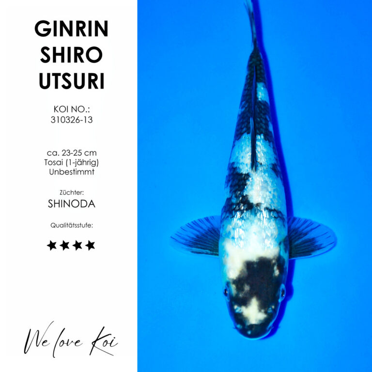 Ginrin Shiro Utsuri #310326-13 - Shinoda | Tosai ca. 23-25 cm