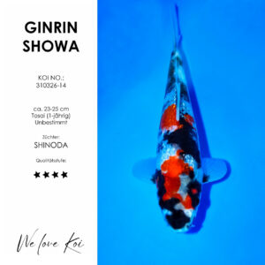 Koi Ginrin Showa | unbestimmt Tosai | ca. 23 - 25cm