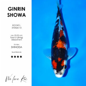 Koi Ginrin Showa | unbestimmt Tosai | ca. 23 - 25cm