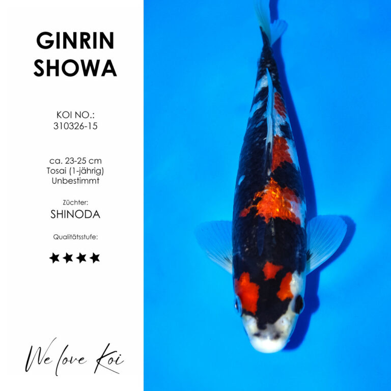 Ginrin Showa #310326-15 - Shinoda | Tosai ca. 23-25 cm