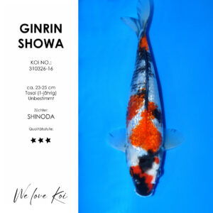 Koi Ginrin Showa | unbestimmt Tosai | ca. 23 - 25cm