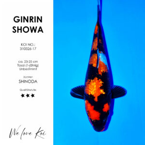 Ginrin Showa – Shinoda | Tosai ca. 23-25 cm