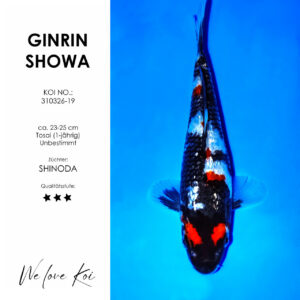 Koi Ginrin Showa | unbestimmt Tosai | ca. 23 - 25cm