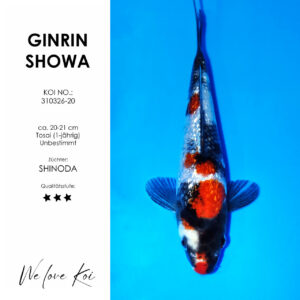 Koi Ginrin Showa | unbestimmt Tosai | ca. 20 - 21cm