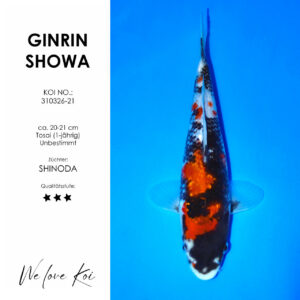 Koi Ginrin Showa | unbestimmt Tosai | ca. 20 - 21cm