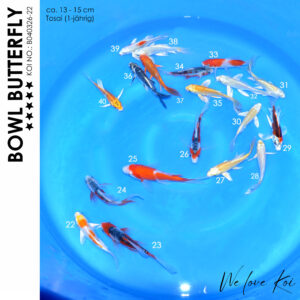 Koi Bowl 62 | Butterfly-Sakura, Shusui, Kohaku,Yamabuki, Platinum, Kujaku, Kikokuryu, Ki Utsuri, Ogo