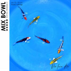 Koi Bowl 64 | Kikokuryu, Goshiki, Sanke | 13 - 15cm