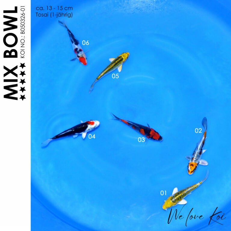 Koi Bowl 64 | Kikokuryu, Goshiki, Sanke | 13 - 15cm