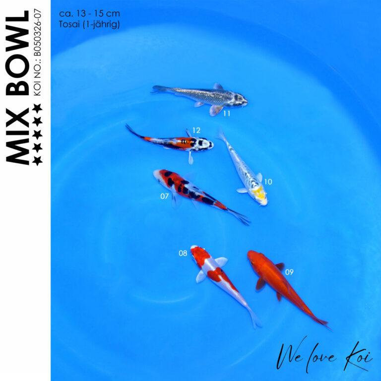 Koi Bowl 65 | Sanke, Benigoi, Kikokuryu, Aragoke-Typ, | 13 - 15cm