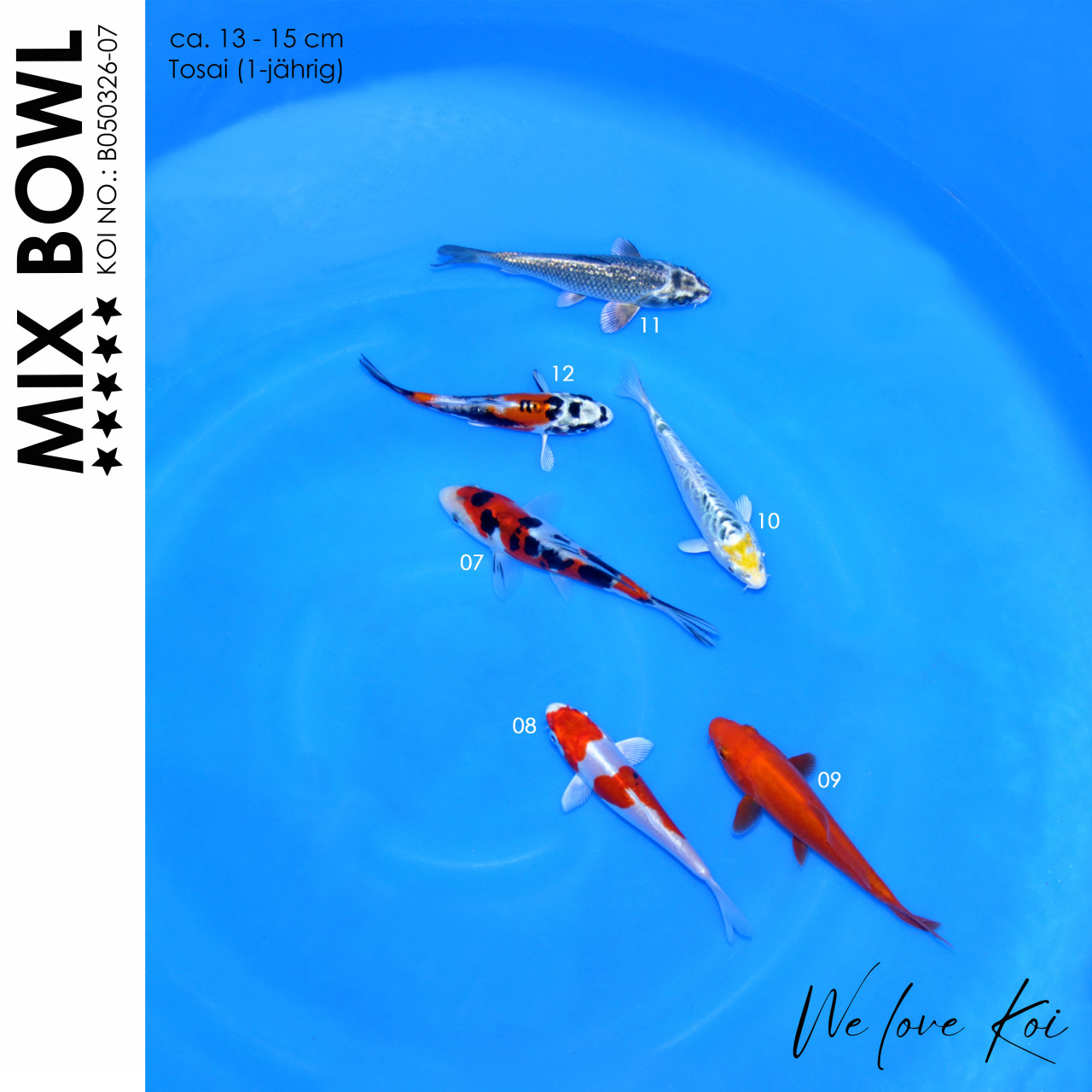 Koi Bowl 65 | Sanke, Benigoi, Kikokuryu, Aragoke-Typ, | 13 - 15cm