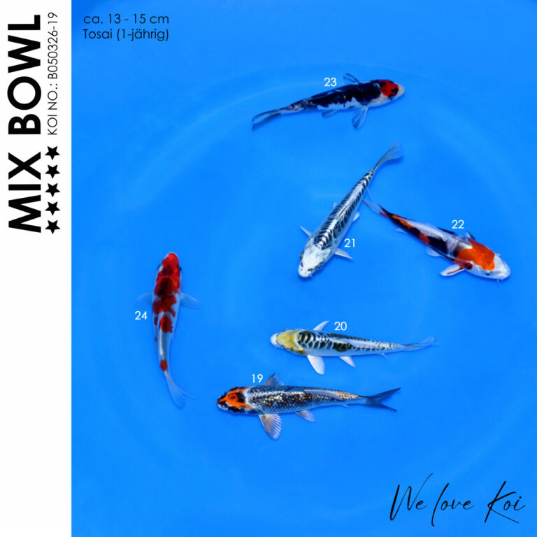 Koi Bowl 67 | Ginka, Kikokuryu, Aragoke-Typ, Matsuba, Yamatonishiki, Showa, Kujaku | 13 - 15cm