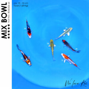 Koi Bowl 68 | Kikokuryu, Kikusui, Aragoke-Typ, Sanke | 13 - 15cm