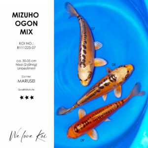 Koi Bowl 12 | 3 x Mizuho Ogon 30-35 cm