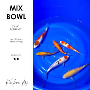 Koi Bowl 28 | Shusui, Chagoi, Sanke, Karashigoi, Oranje, Sakura Ogon | Nisai ca. 25 - 35cm B6