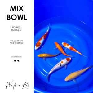 Koi Bowl 28 | Shusui, Chagoi, Sanke, Karashigoi, Oranje, Sakura Ogon | Nisai ca. 25 - 35cm B6