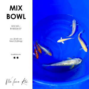 Koi Bowl 29 | Kujaku, Ochiba, Soragoi, Yamabuki, Karashigoi, Doitsu Metallic | Nisai ca. 20 - 40cm